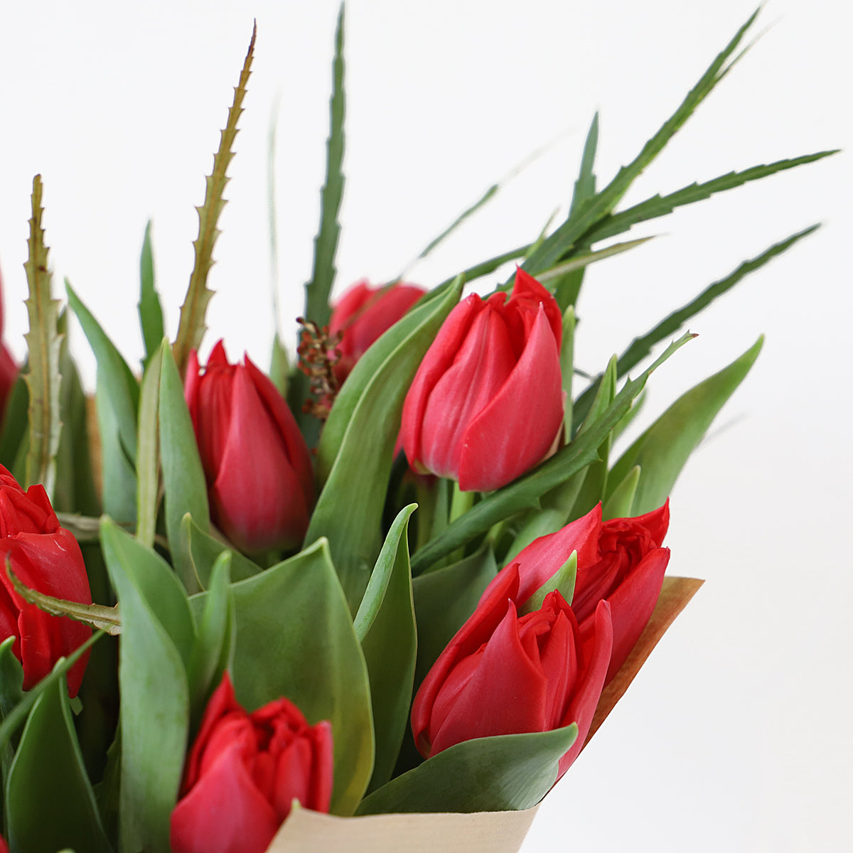 A close up of red tulips