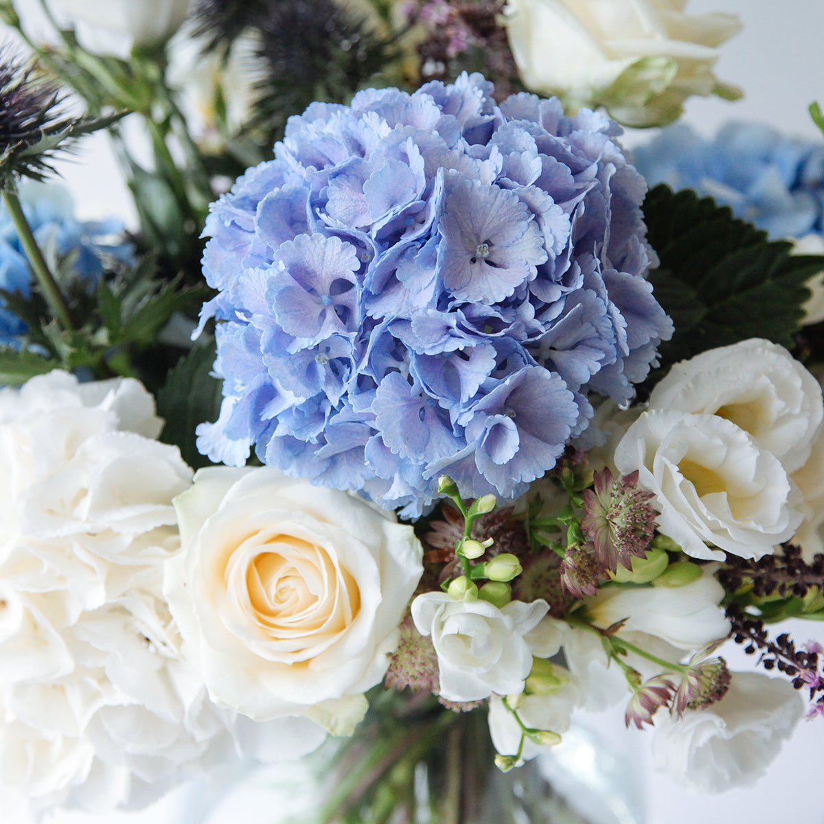 Detail view of blue and white hydrangeas, white freesia and thistle