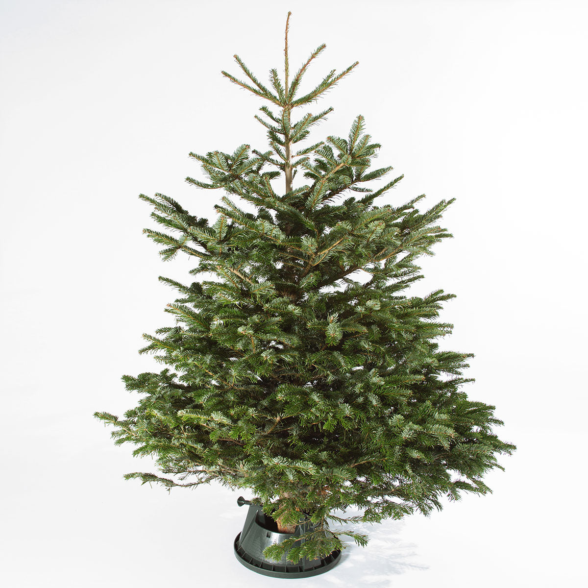 A large cut christmas tree 