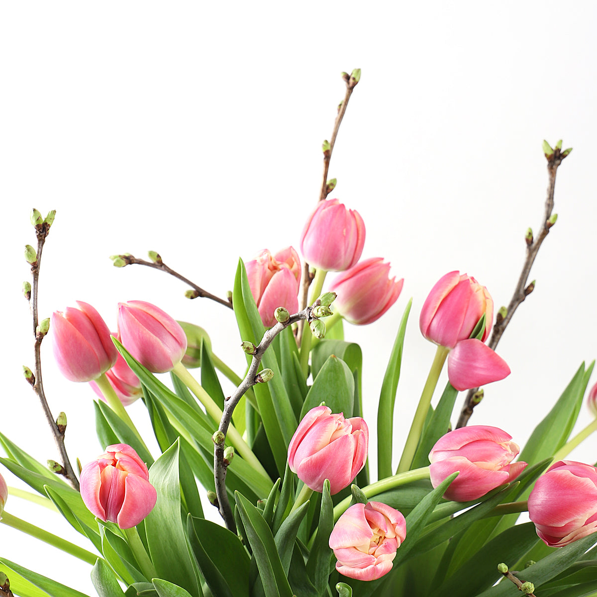 Detail view of pink tulips 