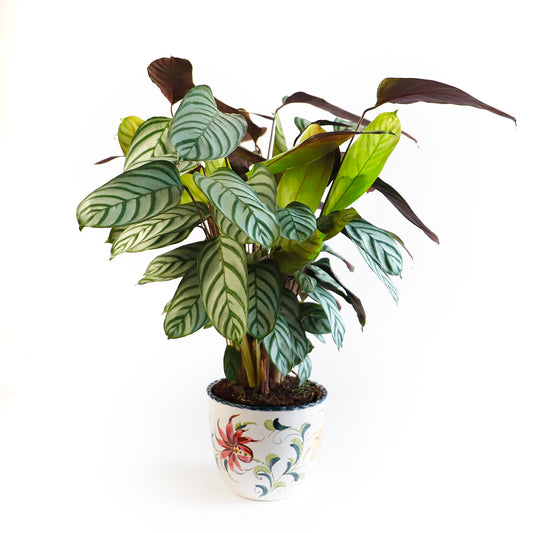 A large calathea plant with green striped leaves