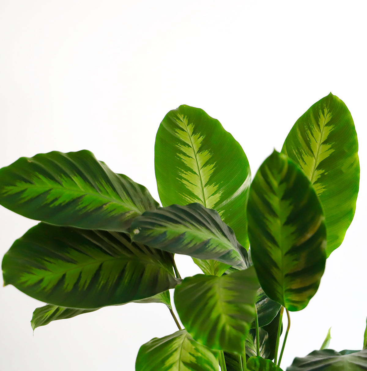 A detailed shot of the green striped leaves