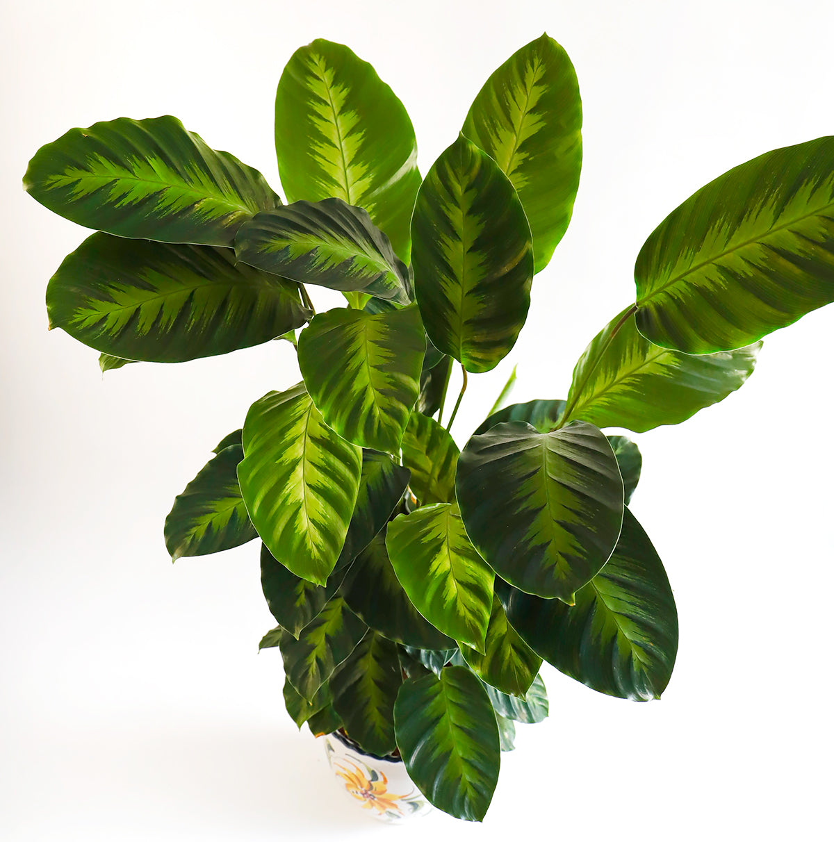 A detailed view of the green striped leaves