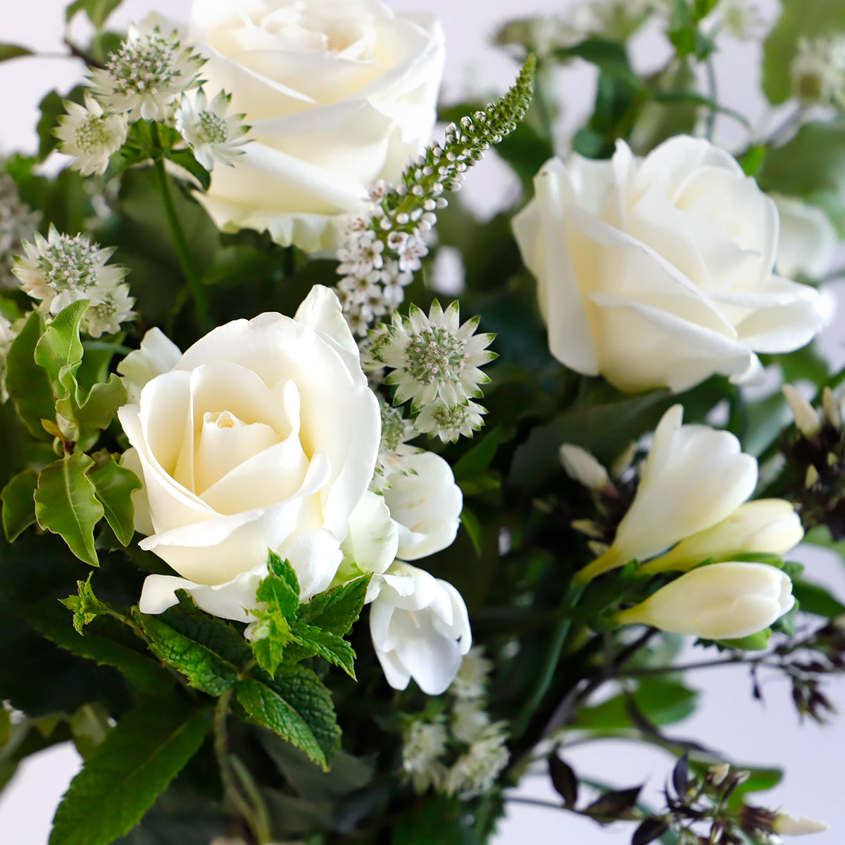 CLose up view of white roses, white freesia, white veronica and astrantia