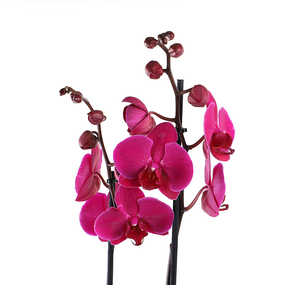 Detailed view of the dark pink orchid flowers