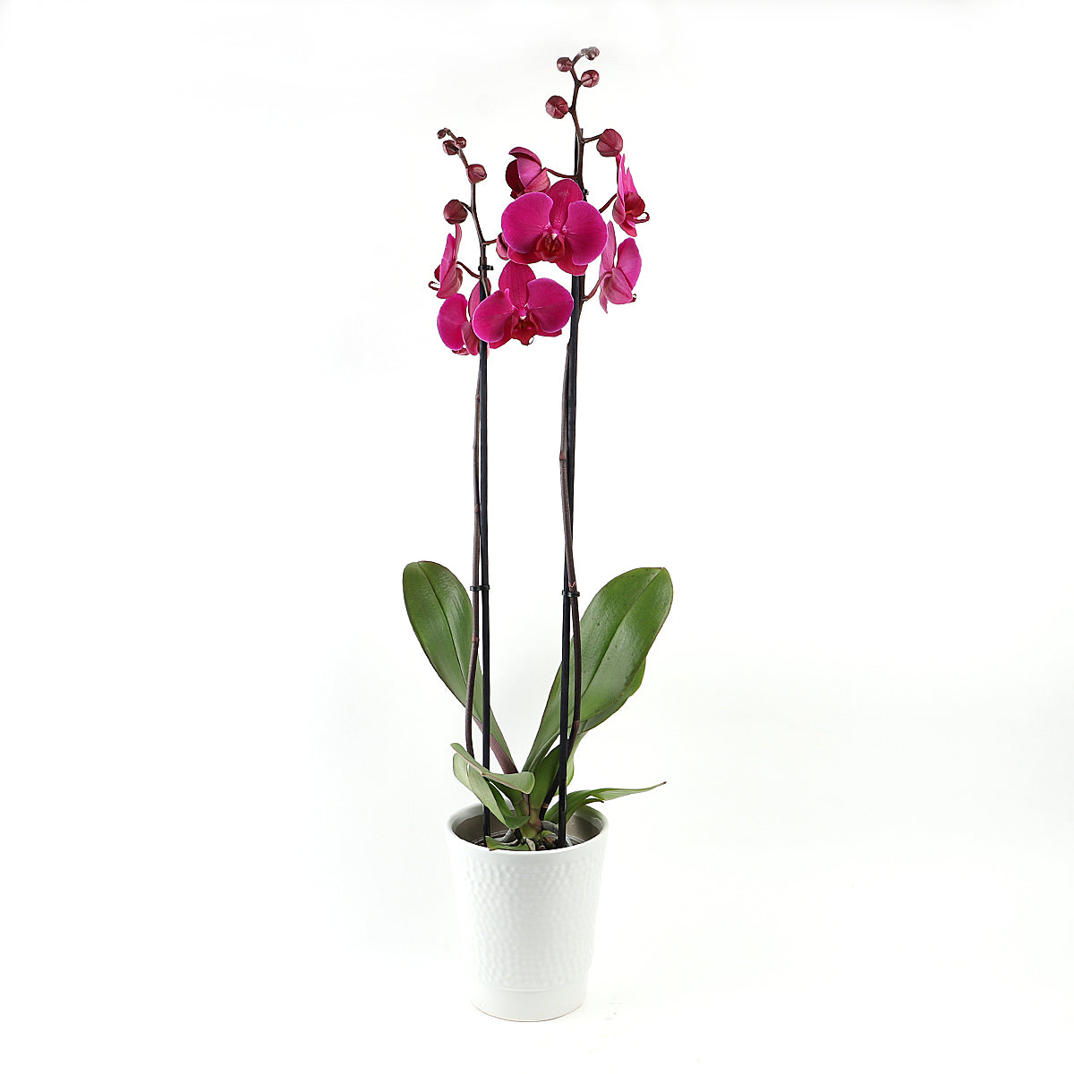 A tall dark pink orchid plant in a ceramic pot