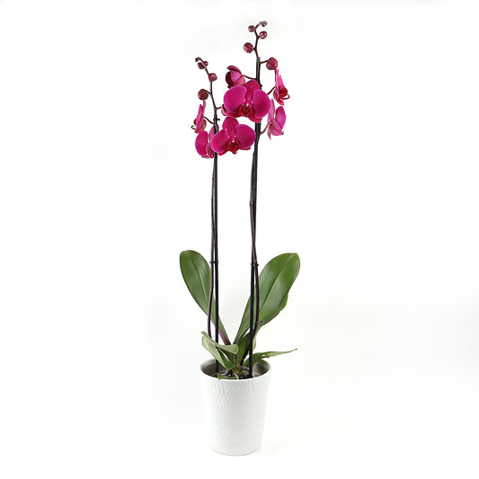 A tall dark pink orchid plant in a ceramic pot