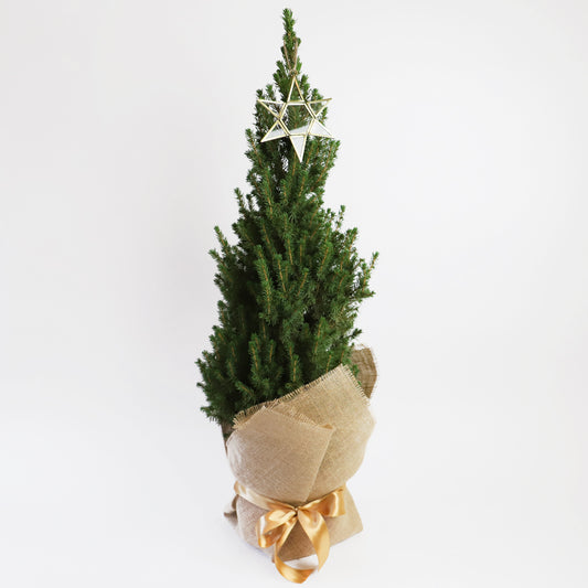 A small potted pine tree for Christmas with a star decoration