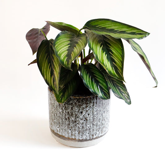 A small calathea plant in grey ceramic pot