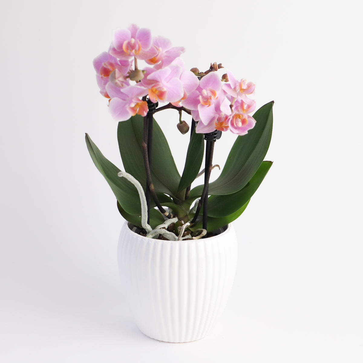 A small pink orchid plant in a white ceramic pot