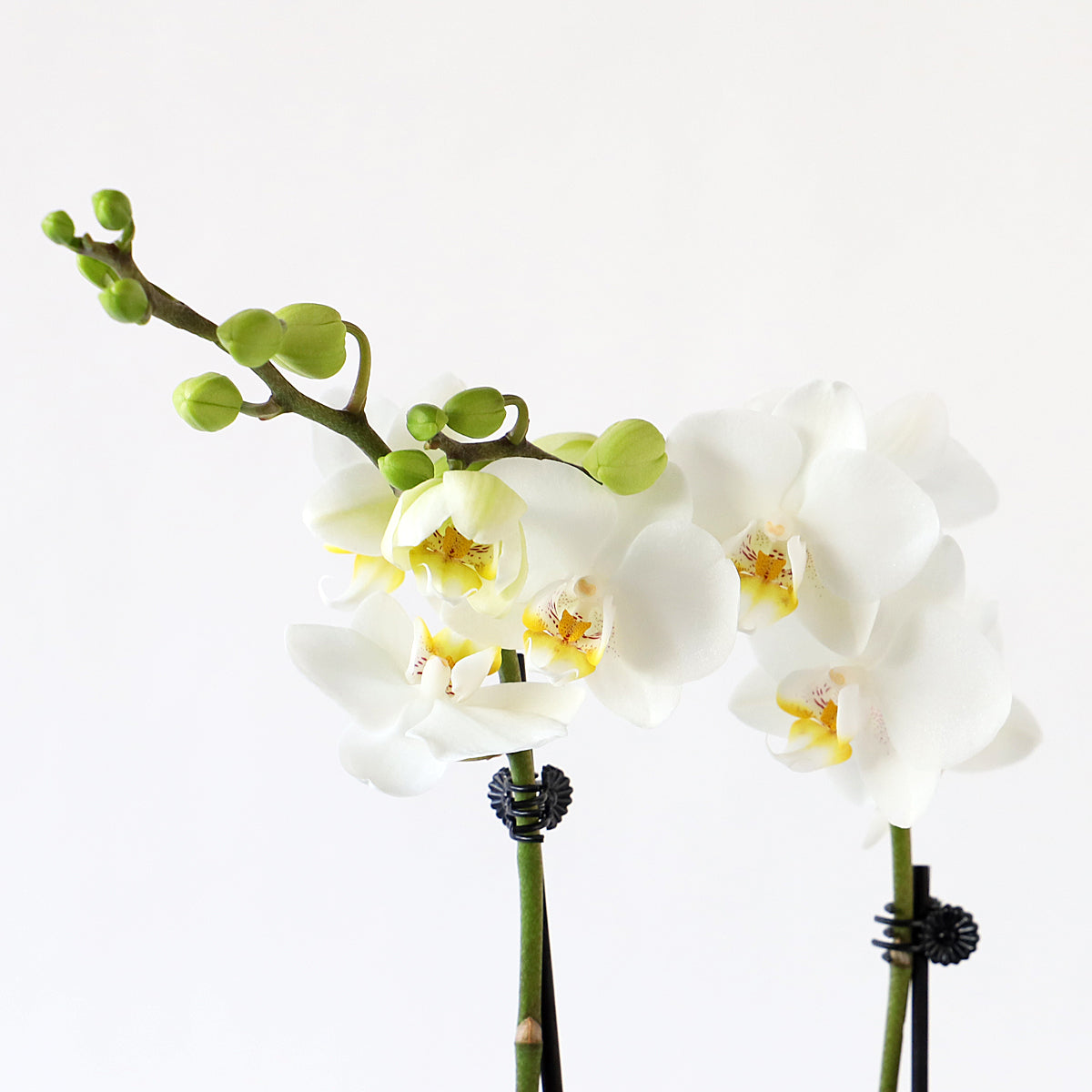 Large White Phalaenopsis Orchid