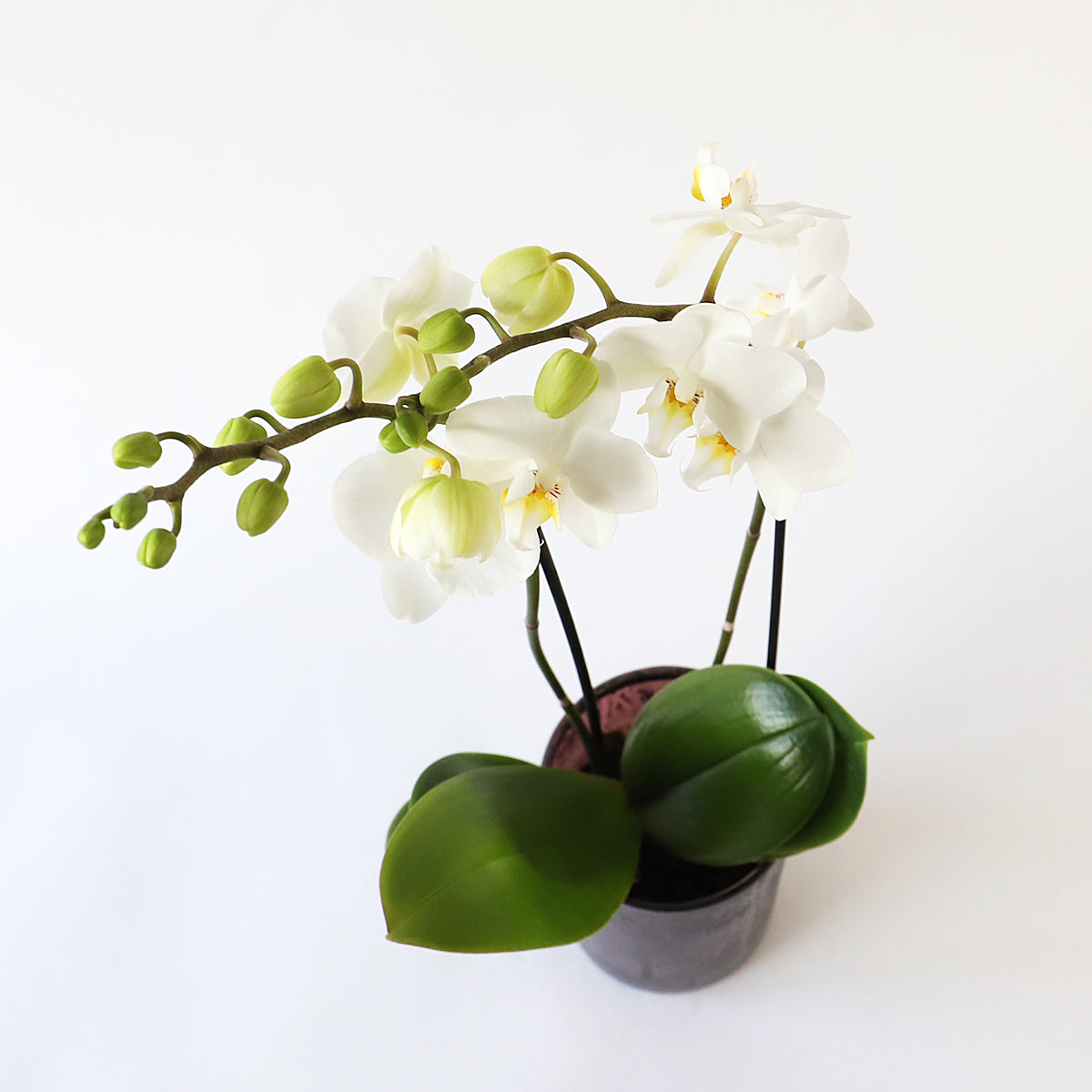 Large White Phalaenopsis Orchid